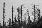 Tote Bäume