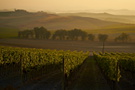 Italien - Val d'Orcia XI