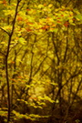 Herbstwald V