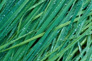 Gras