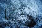 Winterwald IV