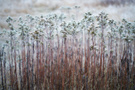 Winterwiese