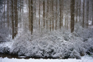 Winterwald II