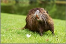 Nutria