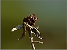 Brombeere