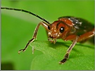 Cantharis sp.