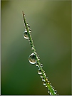 Morgentau