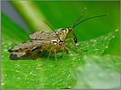 Skorpionsfliegen