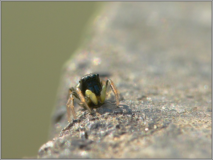 Heliophanus cf. cupreus