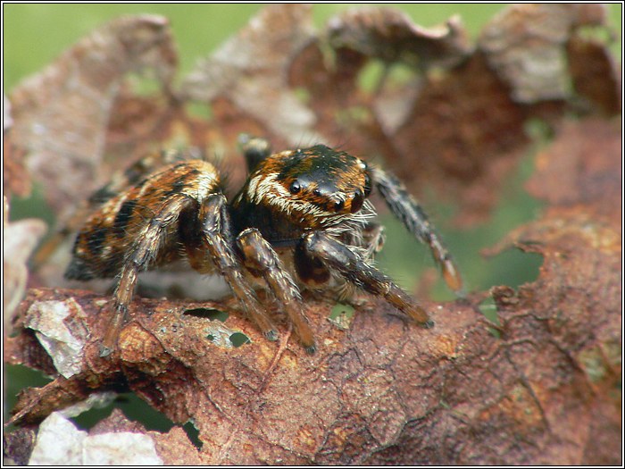 Evarcha cf. falcata