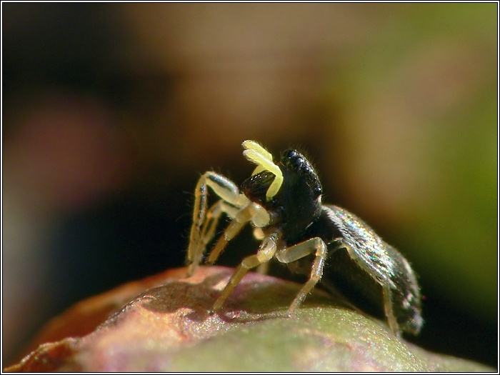 Heliophanus cf. cupreus