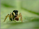 Springspinne mit Beute