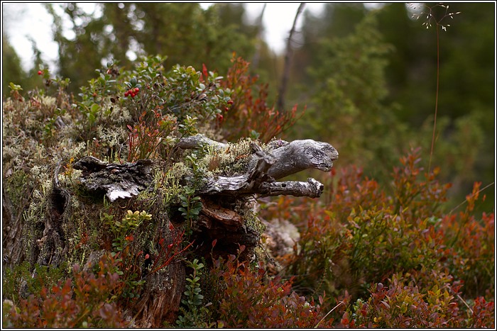 Rondane 15