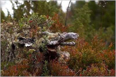 Rondane 15