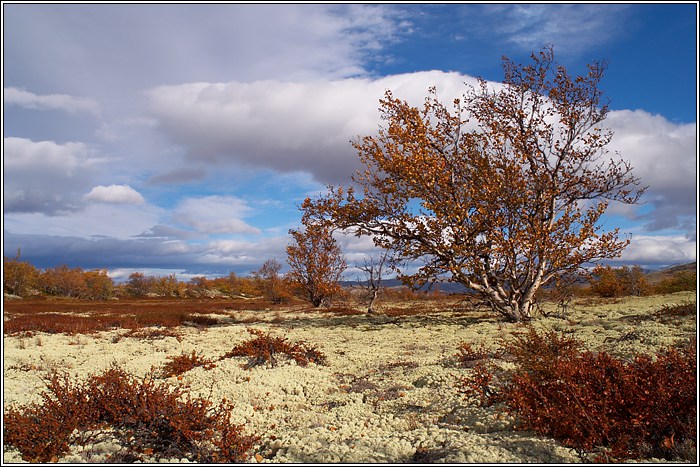 Rondane 50