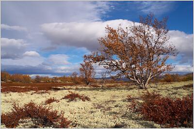 Rondane 50