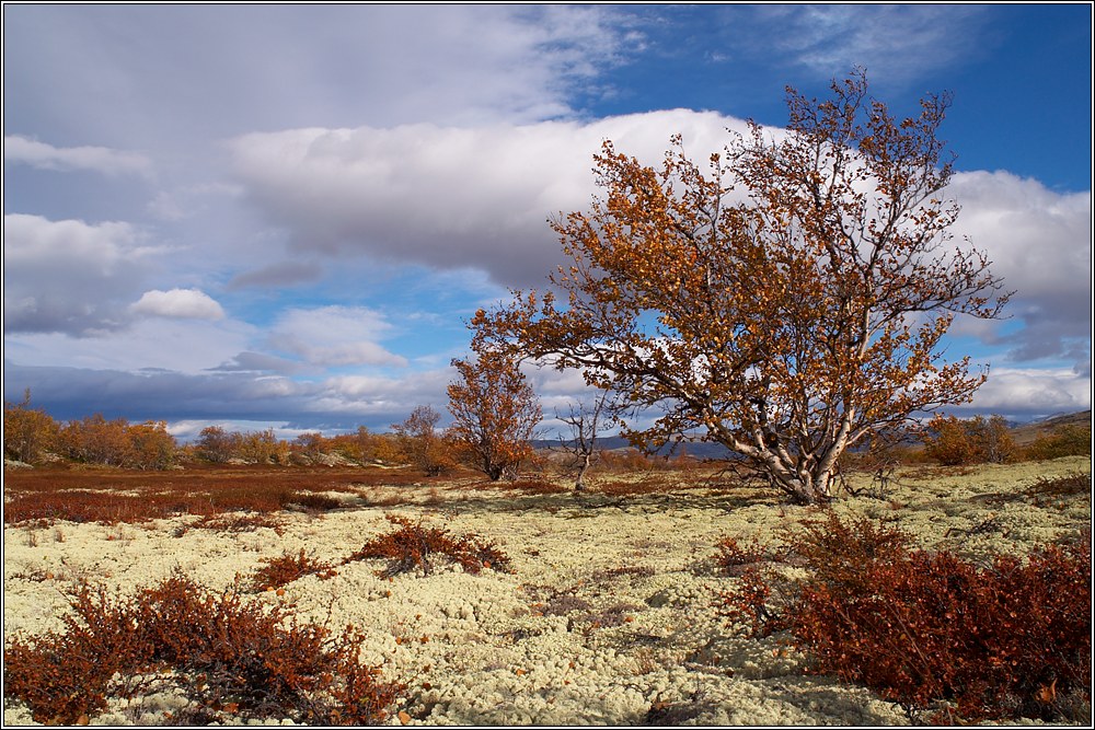 Rondane 50