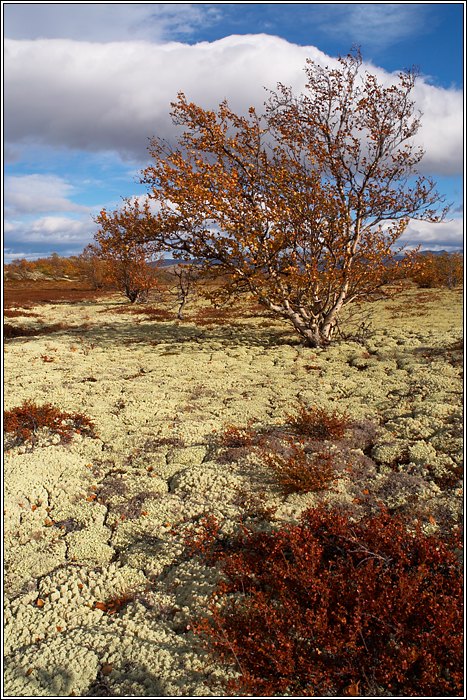 Rondane 51