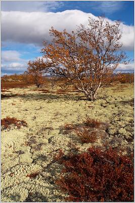 Rondane 51