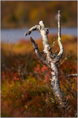 Rondane 66