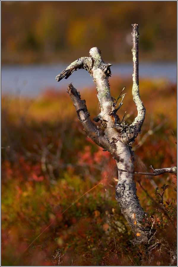 Rondane 66