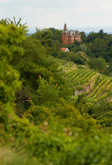 In den Weinbergen