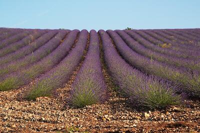 Provence 6