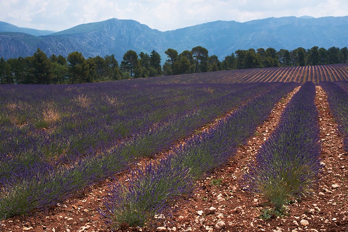 Provence 7