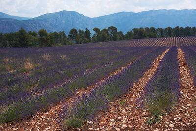 Provence 7