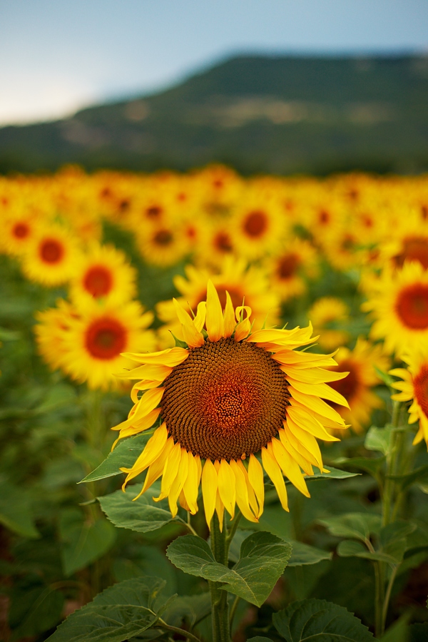 Provence 9