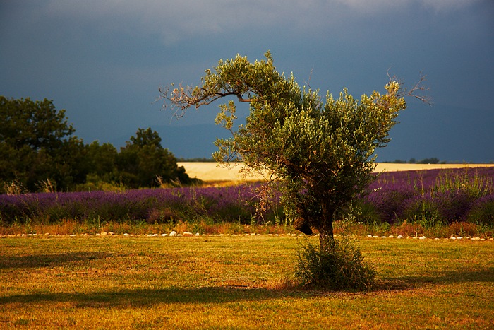 Provence 14