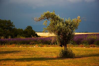 Provence 14