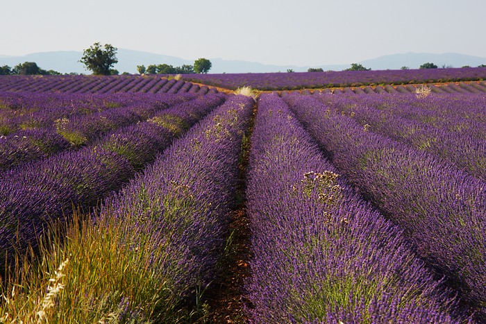 Provence 17