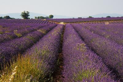 Provence 17