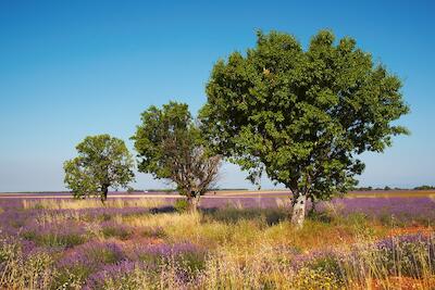 Provence 18
