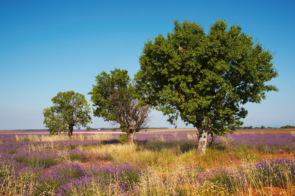 Provence 18