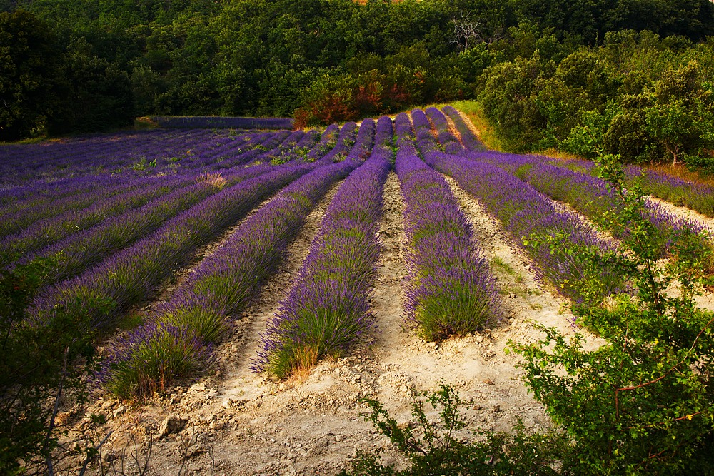 Provence 26