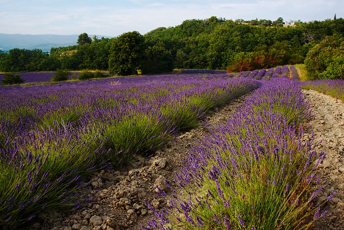 Provence 27