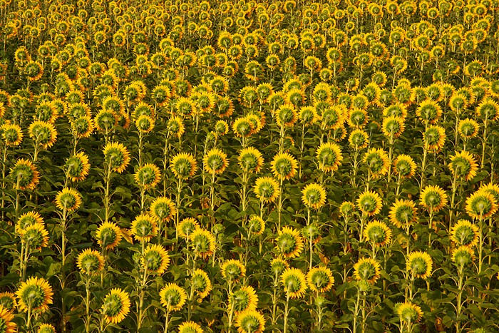 Provence 28
