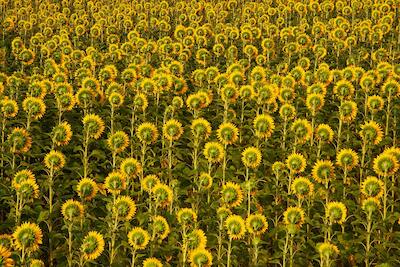 Provence 28