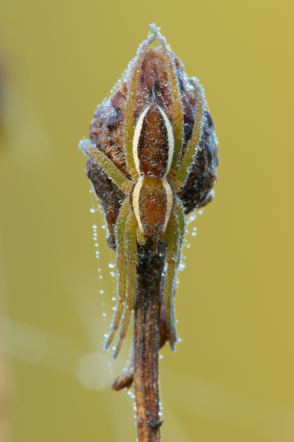 Gerandete Jagdspinne