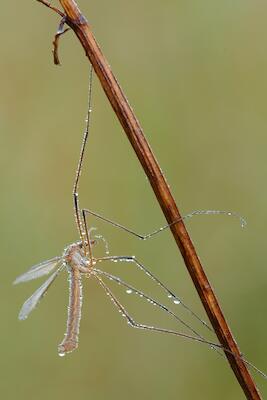 Schnake
