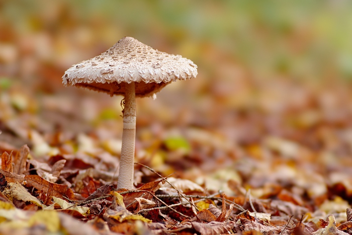 Pilz