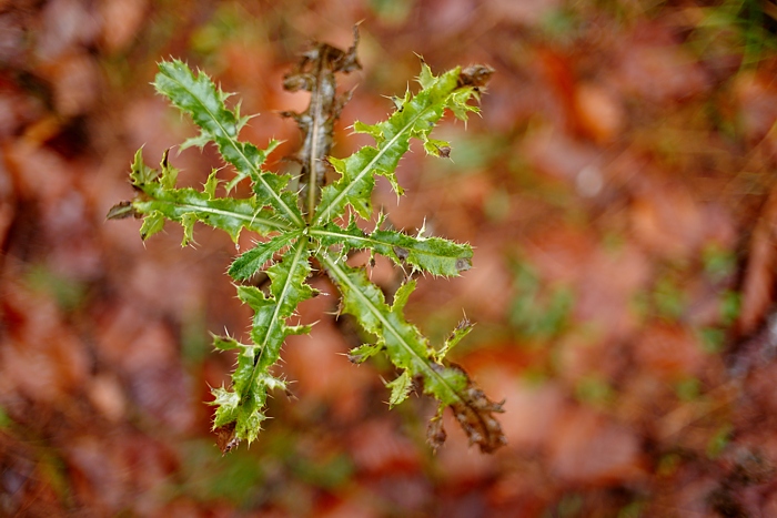 Distel