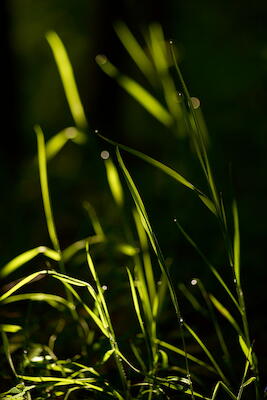 Gras im Gegenlicht