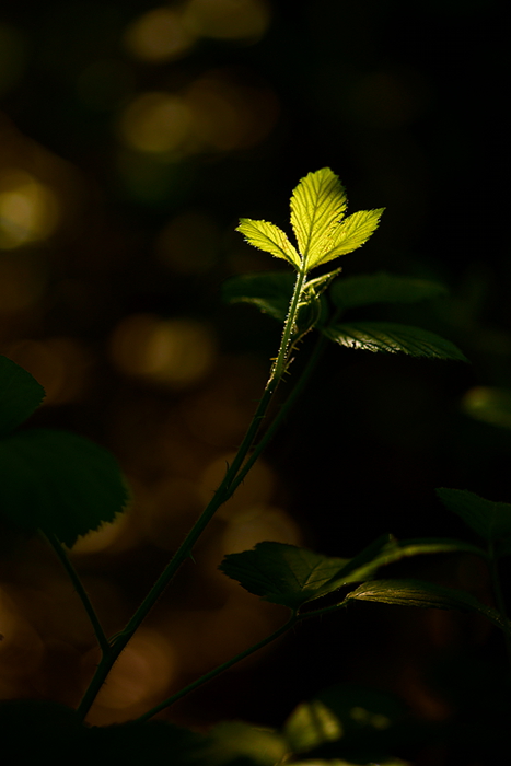 Blatt im Licht