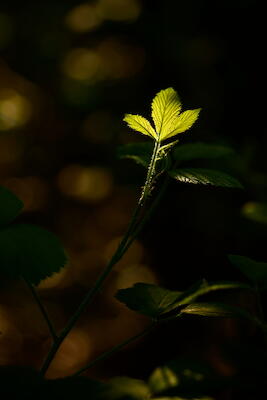 Blatt im Licht