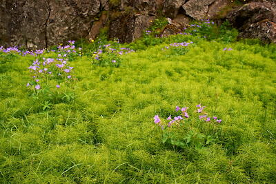 Island - Þingvellir