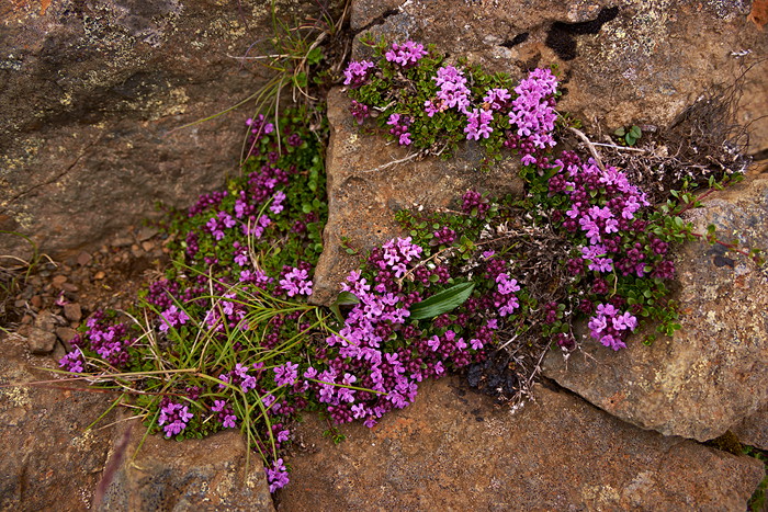 Island - Arktischer Thymian