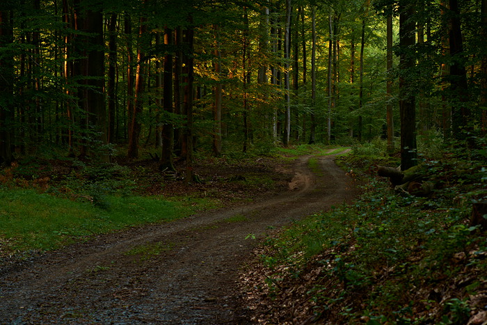 Pfälzer Wald